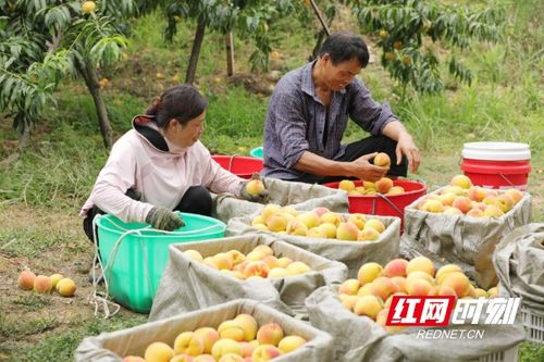 麻陽全面推行農(nóng)產(chǎn)品“安全身份證”，守護(hù)苗鄉(xiāng)好味道的源頭