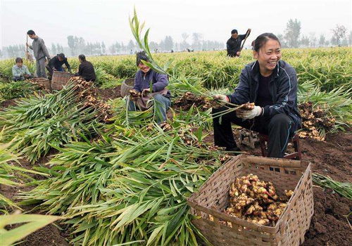 從玉米到另一農(nóng)產(chǎn)品 漲價(jià)背后的種植困境與市場變動